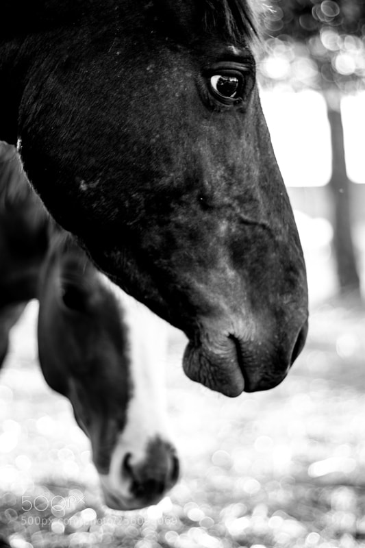 Canon EOS 500D (EOS Rebel T1i / EOS Kiss X3) sample photo. Equus photography