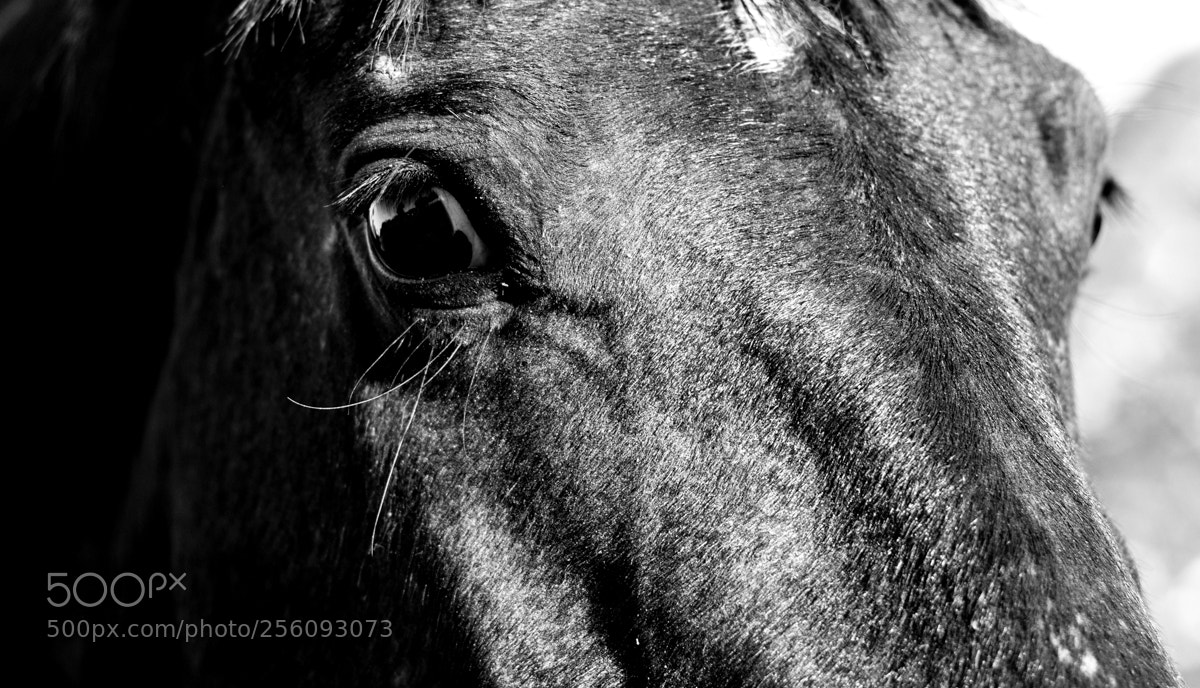 Canon EOS 500D (EOS Rebel T1i / EOS Kiss X3) sample photo. Equus photography