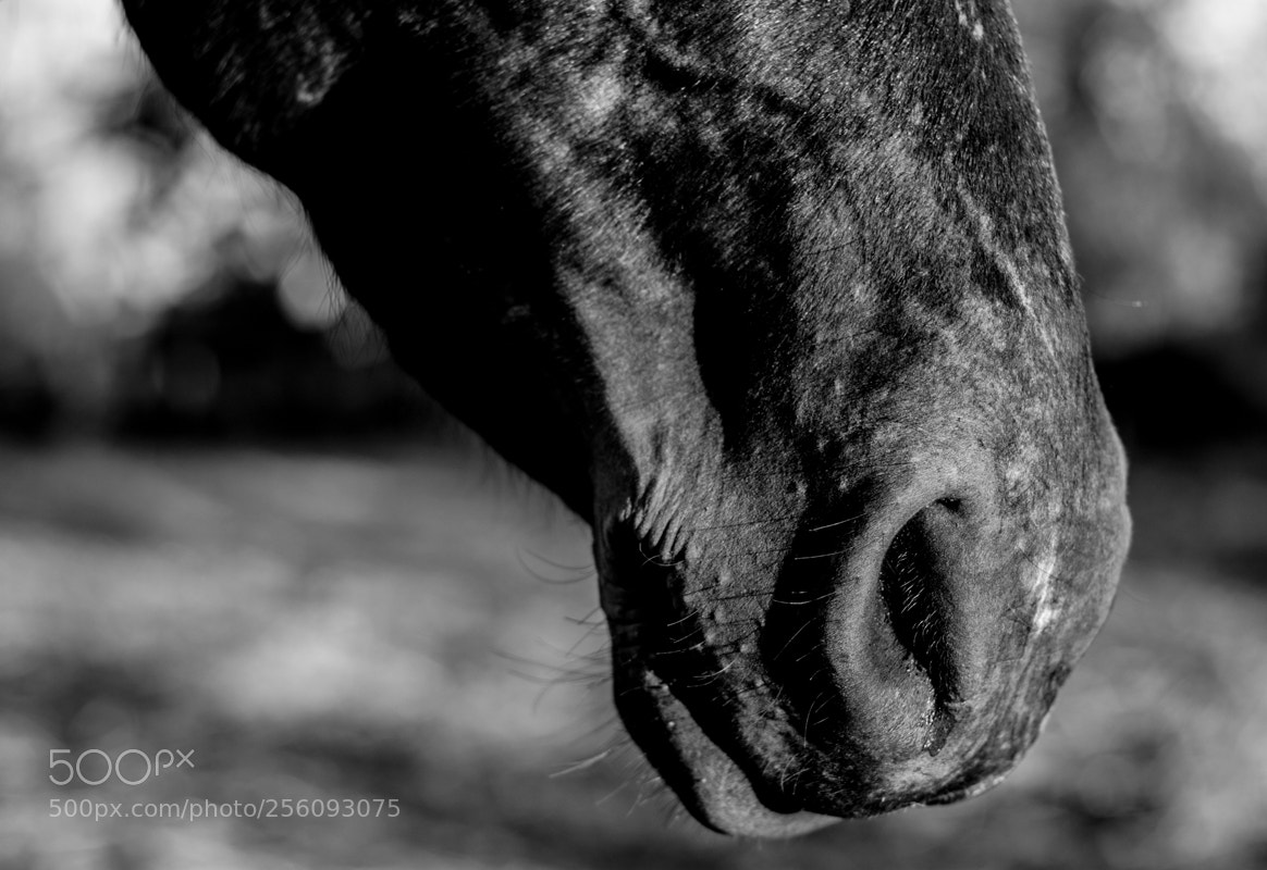 Canon EOS 500D (EOS Rebel T1i / EOS Kiss X3) sample photo. Equus photography