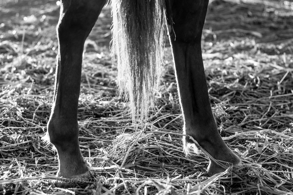 Canon EOS 500D (EOS Rebel T1i / EOS Kiss X3) sample photo. Equus photography