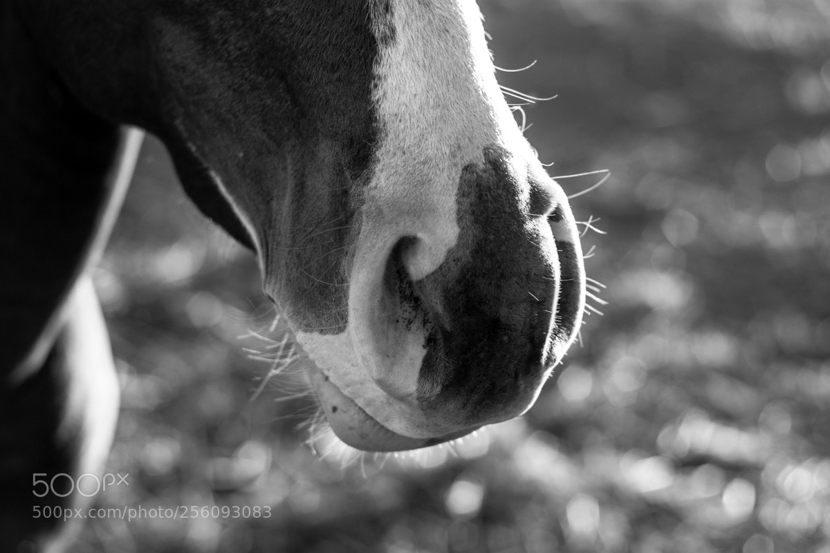 Canon EOS 500D (EOS Rebel T1i / EOS Kiss X3) sample photo. Equus photography