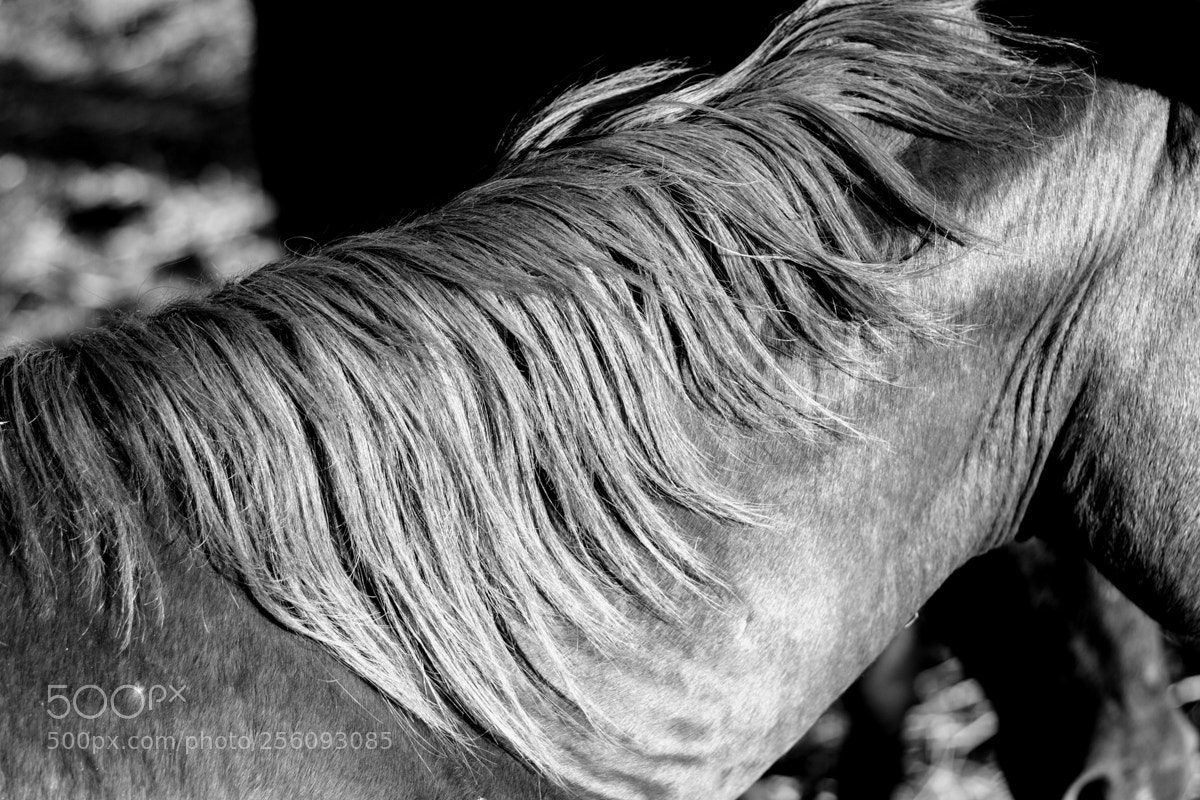 Canon EOS 500D (EOS Rebel T1i / EOS Kiss X3) sample photo. Equus photography