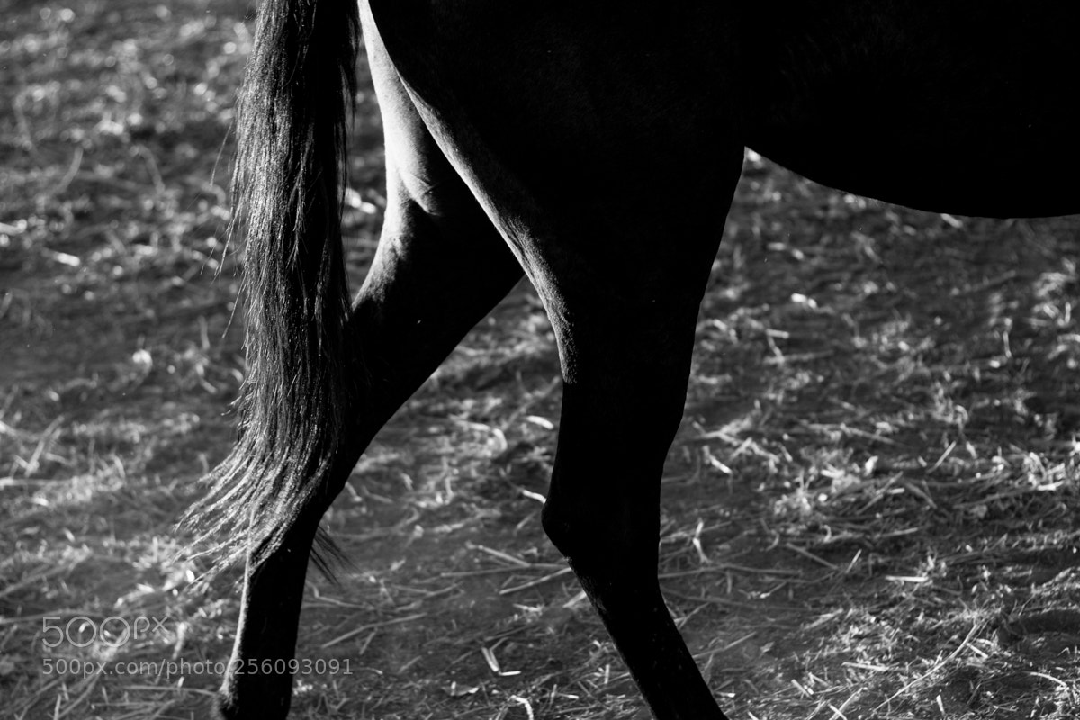 Canon EOS 500D (EOS Rebel T1i / EOS Kiss X3) sample photo. Equus photography