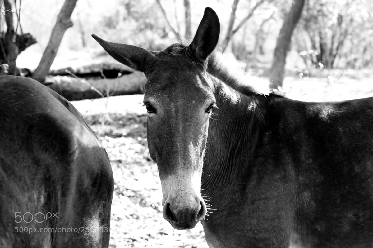 Canon EOS 500D (EOS Rebel T1i / EOS Kiss X3) sample photo. Equus photography