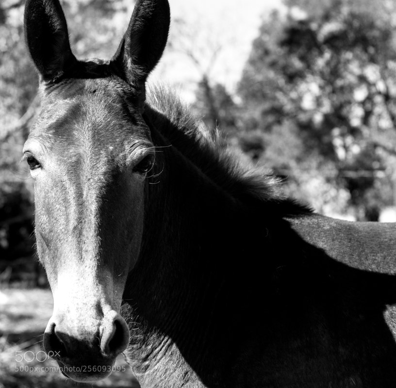 Canon EOS 500D (EOS Rebel T1i / EOS Kiss X3) sample photo. Equus photography