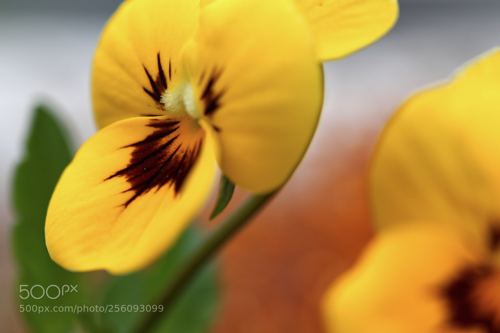 Canon EOS 77D (EOS 9000D / EOS 770D) sample photo. Couleurs de printemps! photography