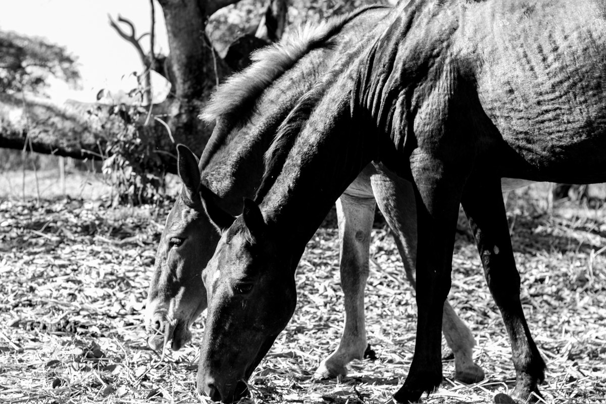 Canon EOS 500D (EOS Rebel T1i / EOS Kiss X3) sample photo. Equus photography