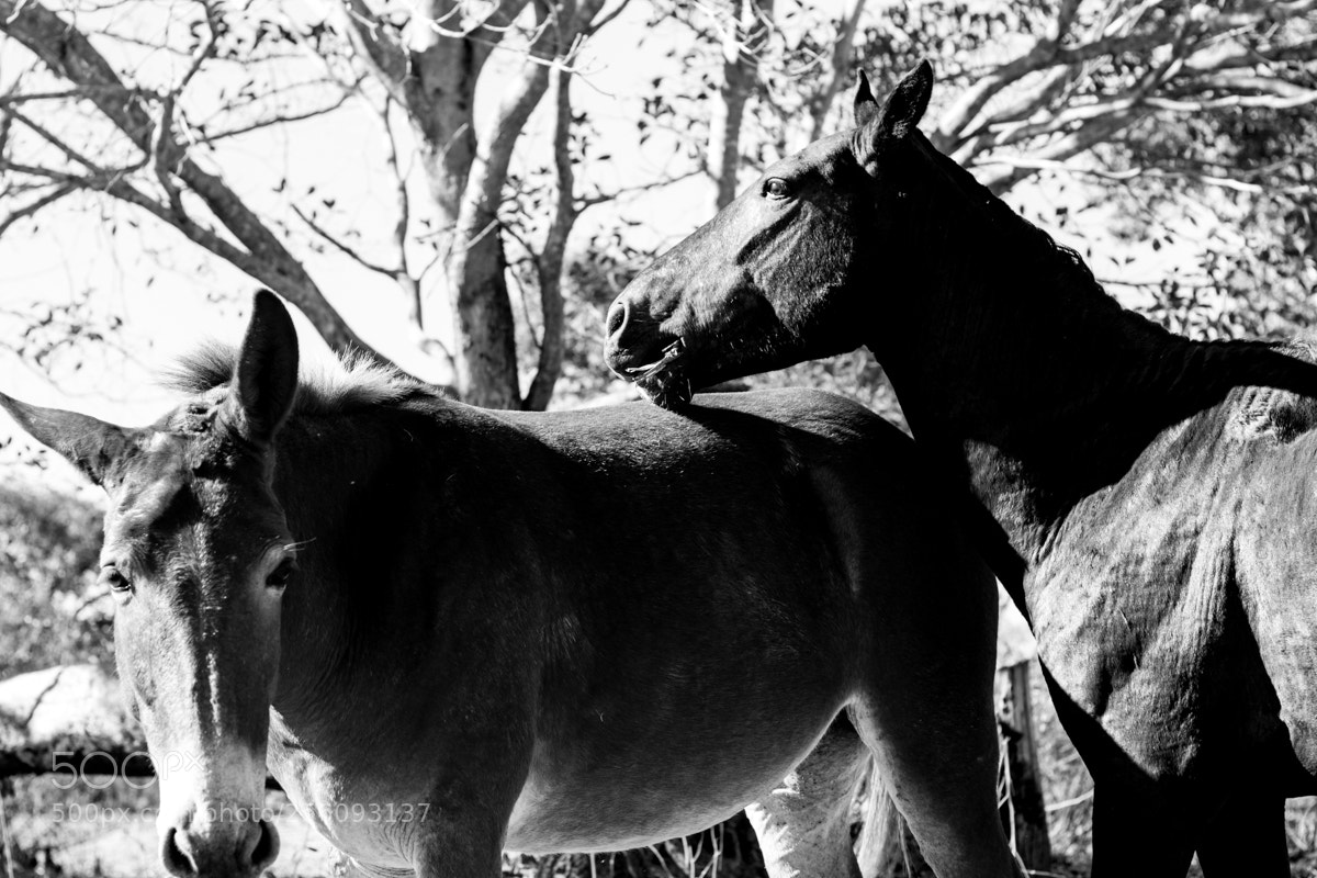 Canon EOS 500D (EOS Rebel T1i / EOS Kiss X3) sample photo. Equus photography