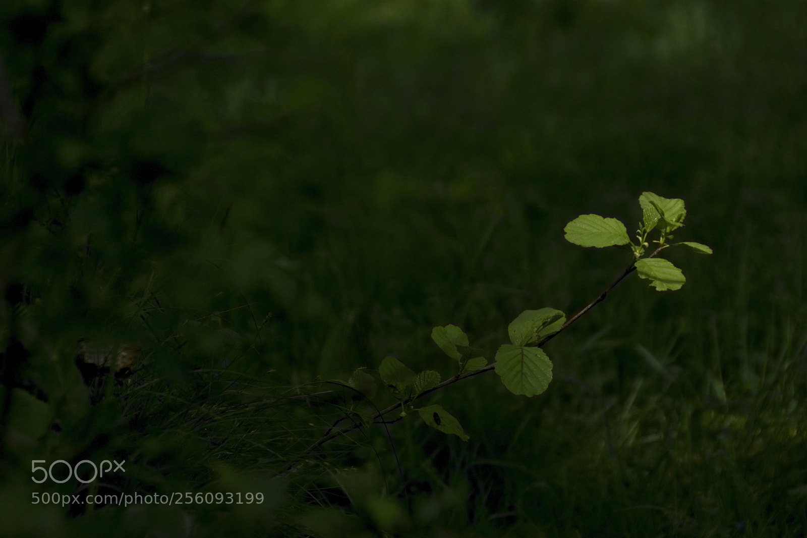 Nikon D7200 sample photo. The light photography