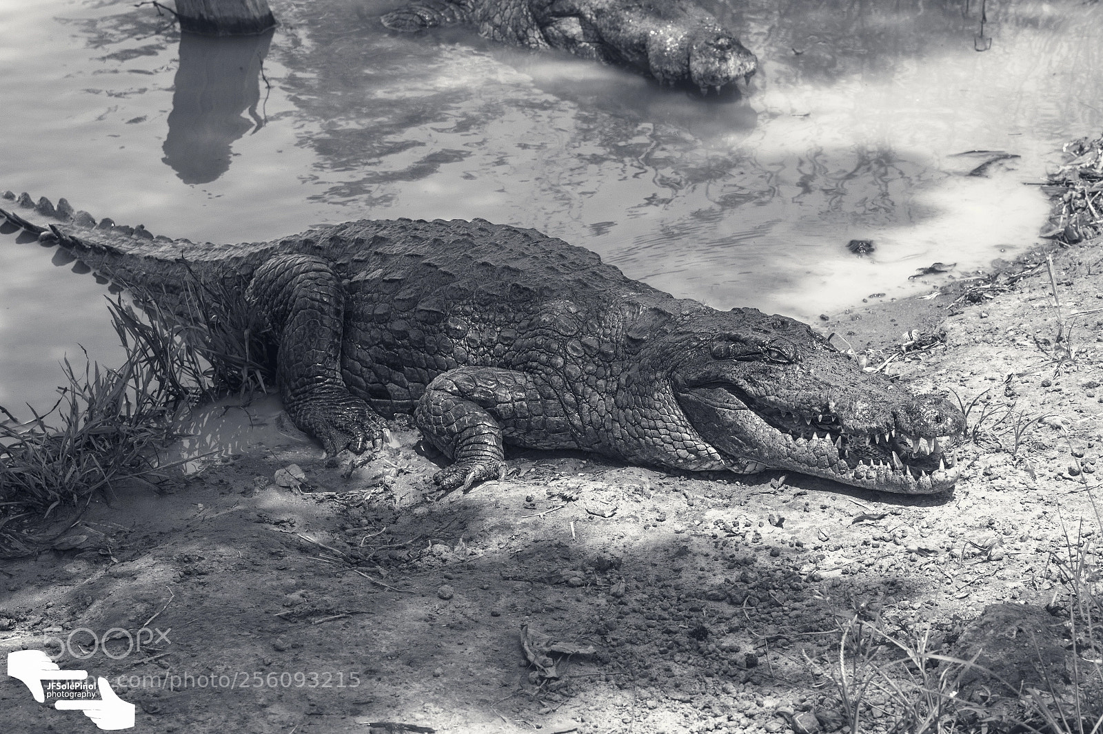 Canon EOS 600D (Rebel EOS T3i / EOS Kiss X5) sample photo. Sacred crocodile photography