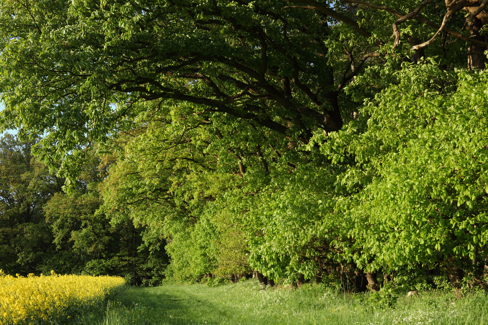 Canon EF 28-80mm f/3.5-5.6 sample photo. Edge of the forest photography