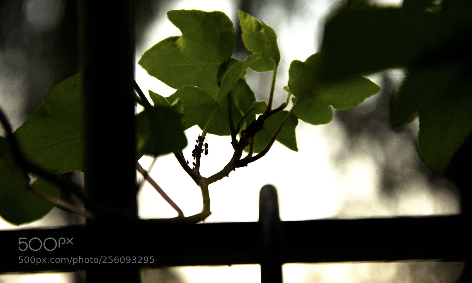 Nikon D3300 sample photo. Fight for the hill photography