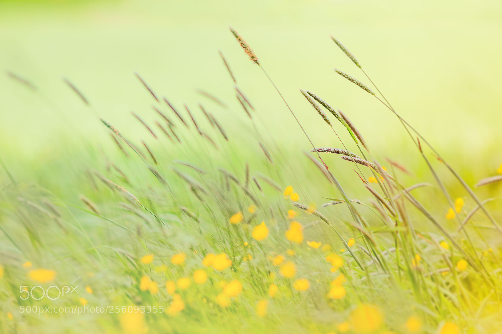 Canon EOS 70D sample photo. Spring pure photography