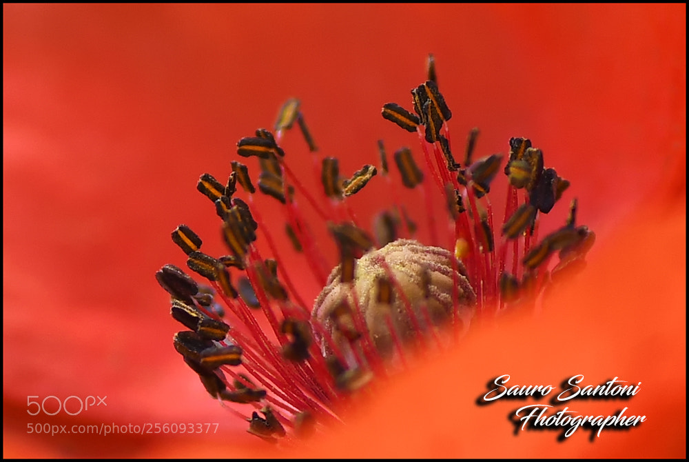Nikon D7500 sample photo. E macro sia ...in photography