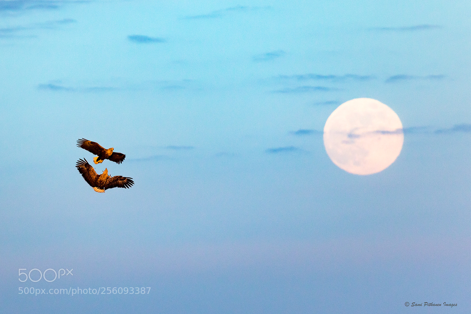 Canon EOS 5D Mark IV sample photo. Sea eagles fullmoon play photography