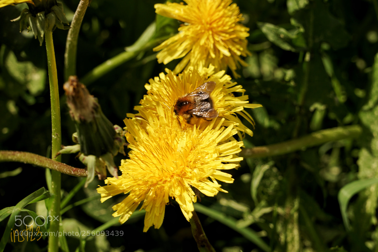 Sony a7 II sample photo. The collectors are flying photography