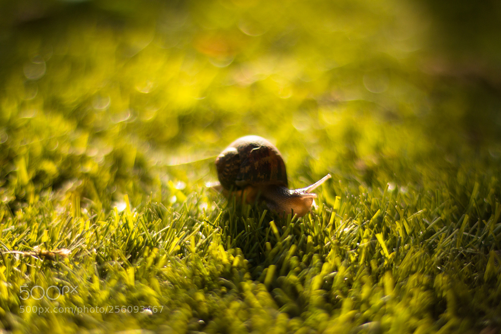 Canon EOS 70D sample photo. Saca los cuernos al photography