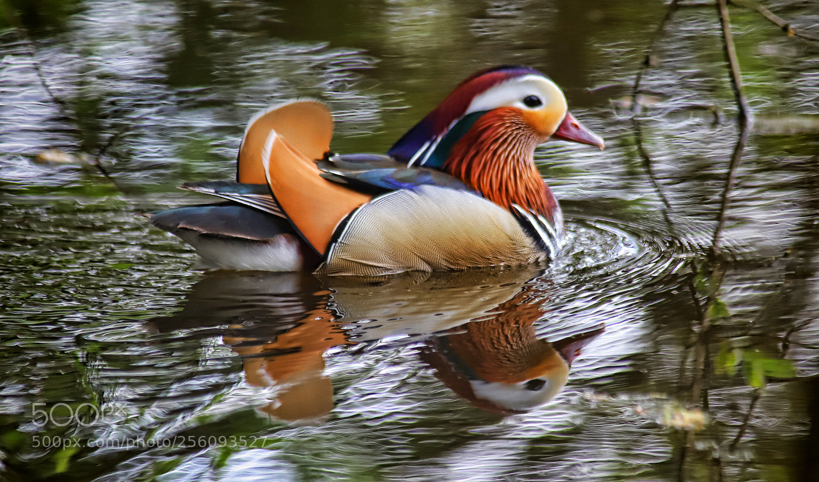 Canon EOS 6D Mark II sample photo. Mandarin duck photography