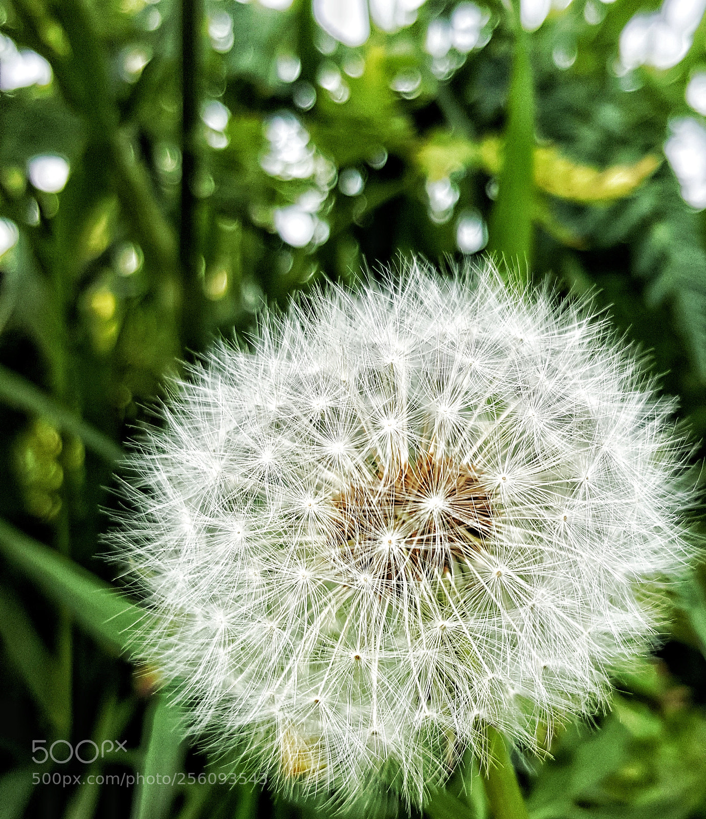 Samsung Galaxy S6 sample photo. • dandelion • photography