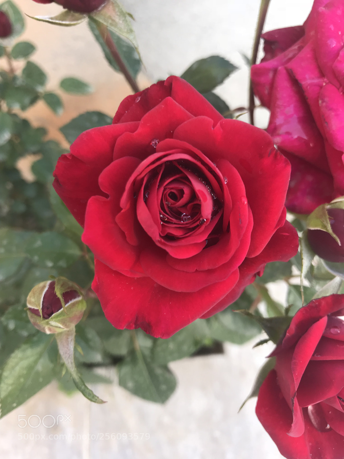 Apple iPhone 7 sample photo. Untitled photography