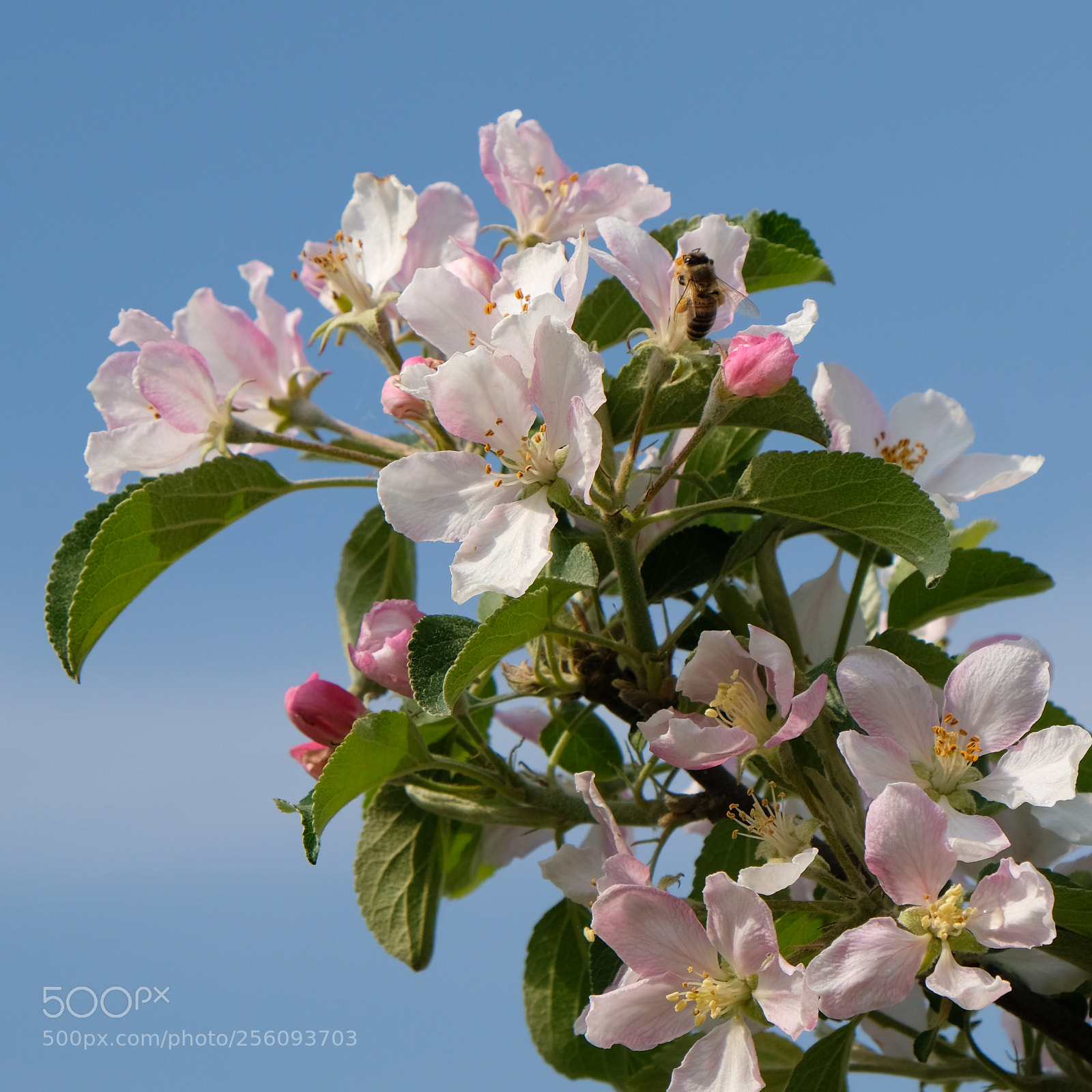 Fujifilm X-T2 sample photo. Blossom photography