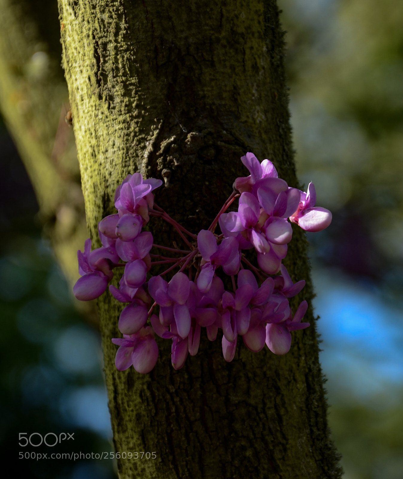 Nikon D7000 sample photo. Tree  photography