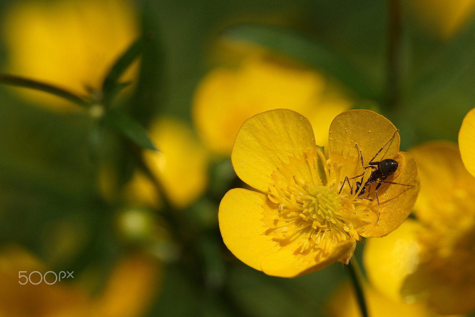 Sigma 70-200mm F2.8 EX DG Macro HSM II sample photo. At work photography