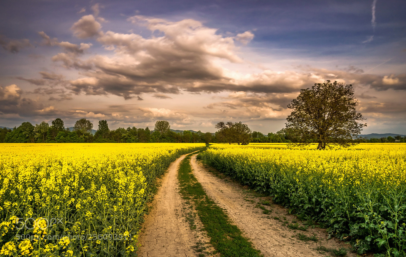 Sony a7 II sample photo. On field road photography