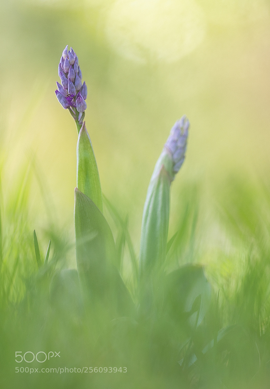 Nikon D750 sample photo. Orchid ii photography