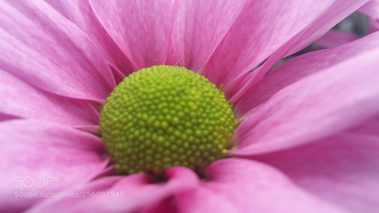 Samsung Galaxy S5 Mini sample photo. Green heart photography