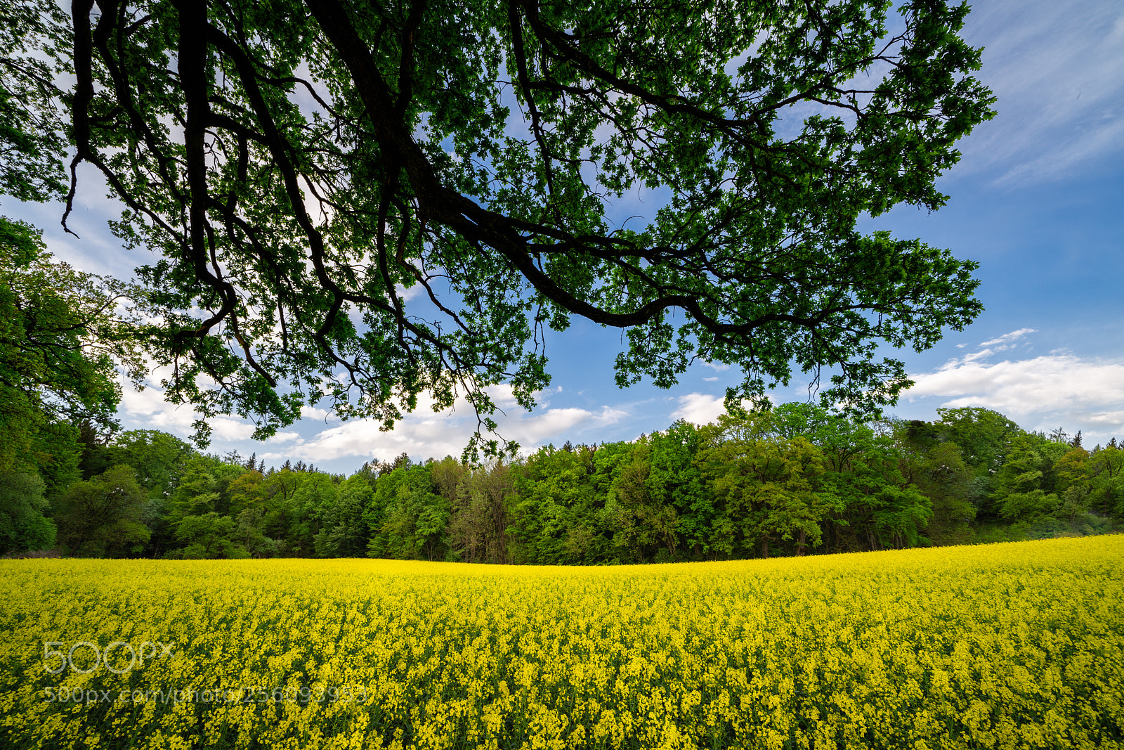 Sony a7R III sample photo. Rapeseed photography