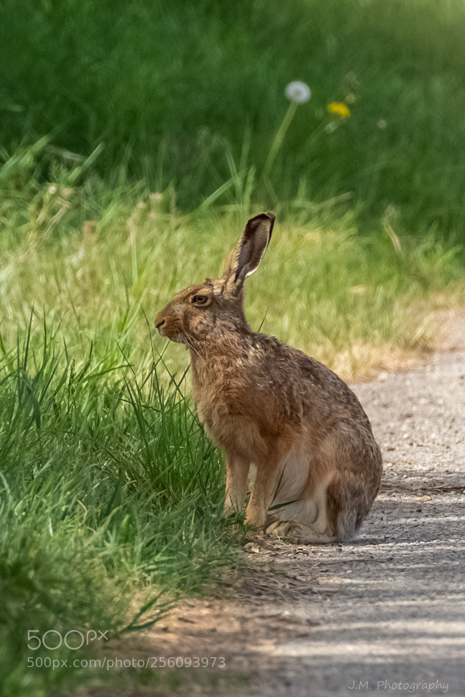 Canon EOS 6D sample photo. Feldhase (lepus europaeus) photography