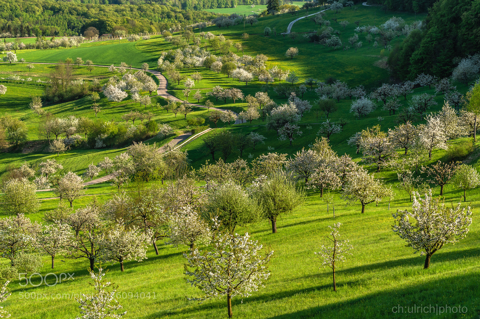 Sony a6500 sample photo. Kirschblüten wunderland photography