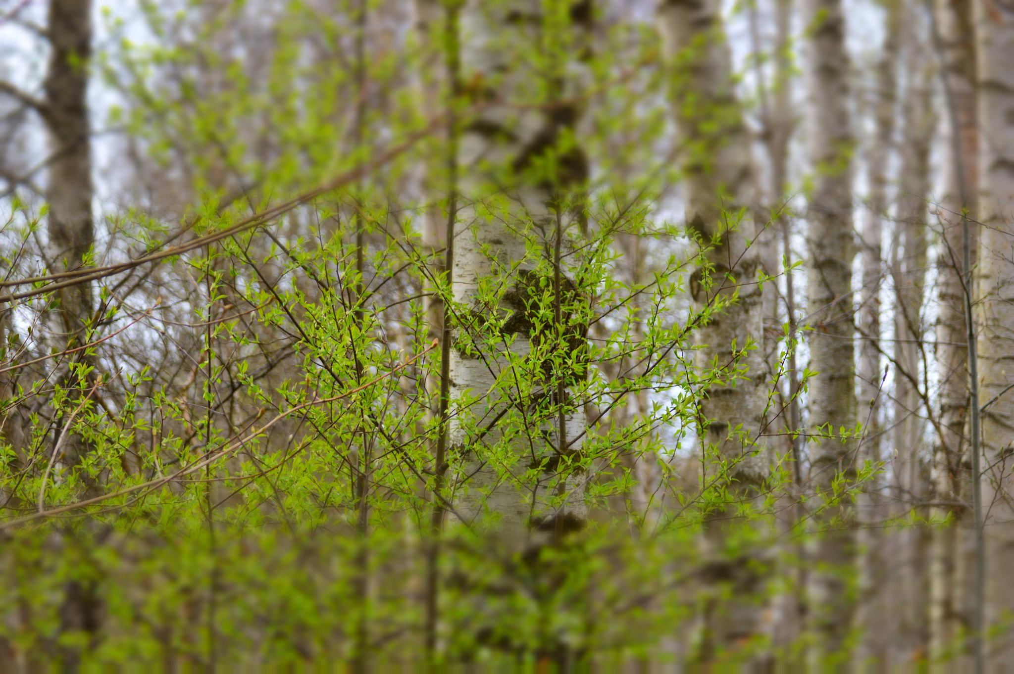 Nikon D3200 sample photo. The beginning photography