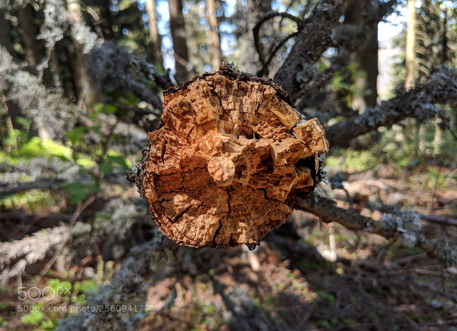 Google Pixel 2 XL sample photo. Untitled photography