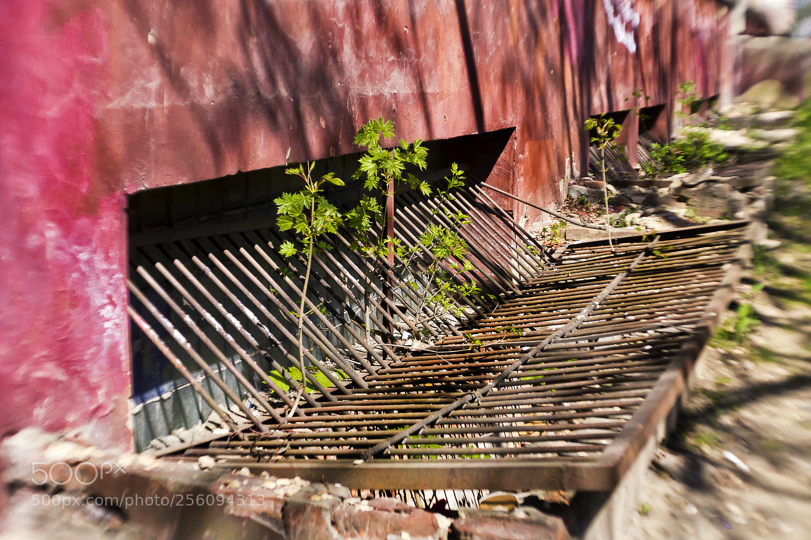 Nikon D3100 sample photo. Orel- may photography