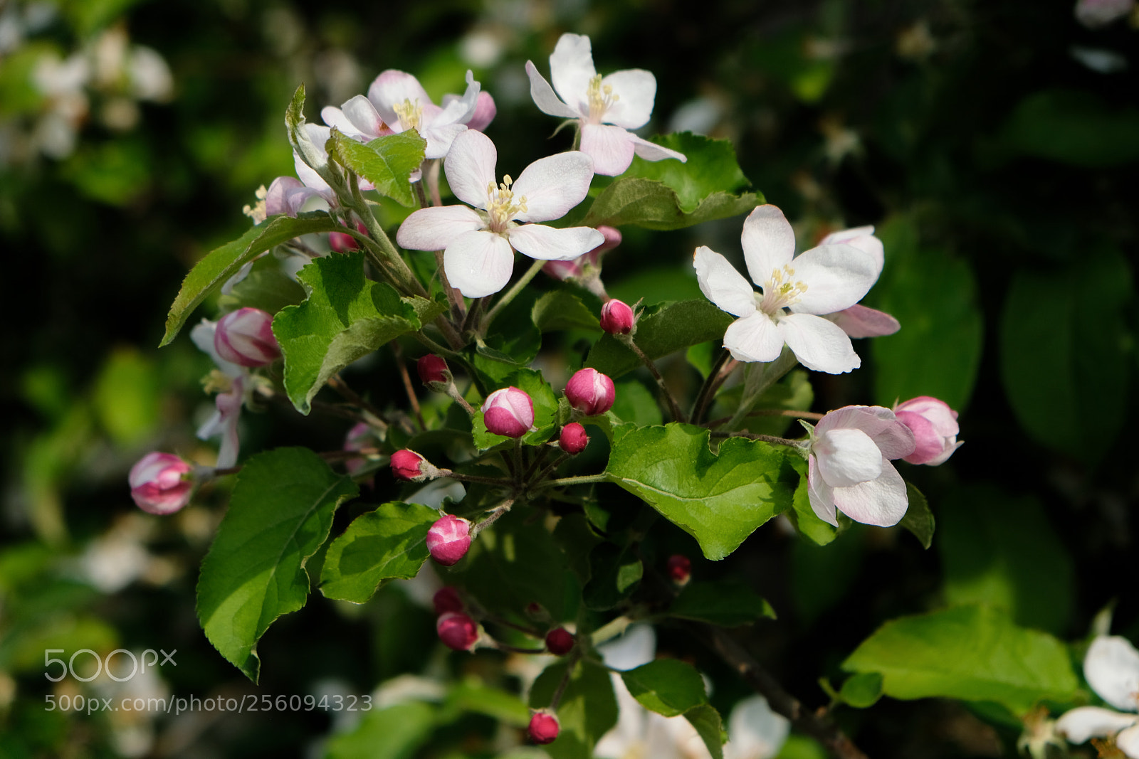 Fujifilm X-T2 sample photo. Spring flowers photography