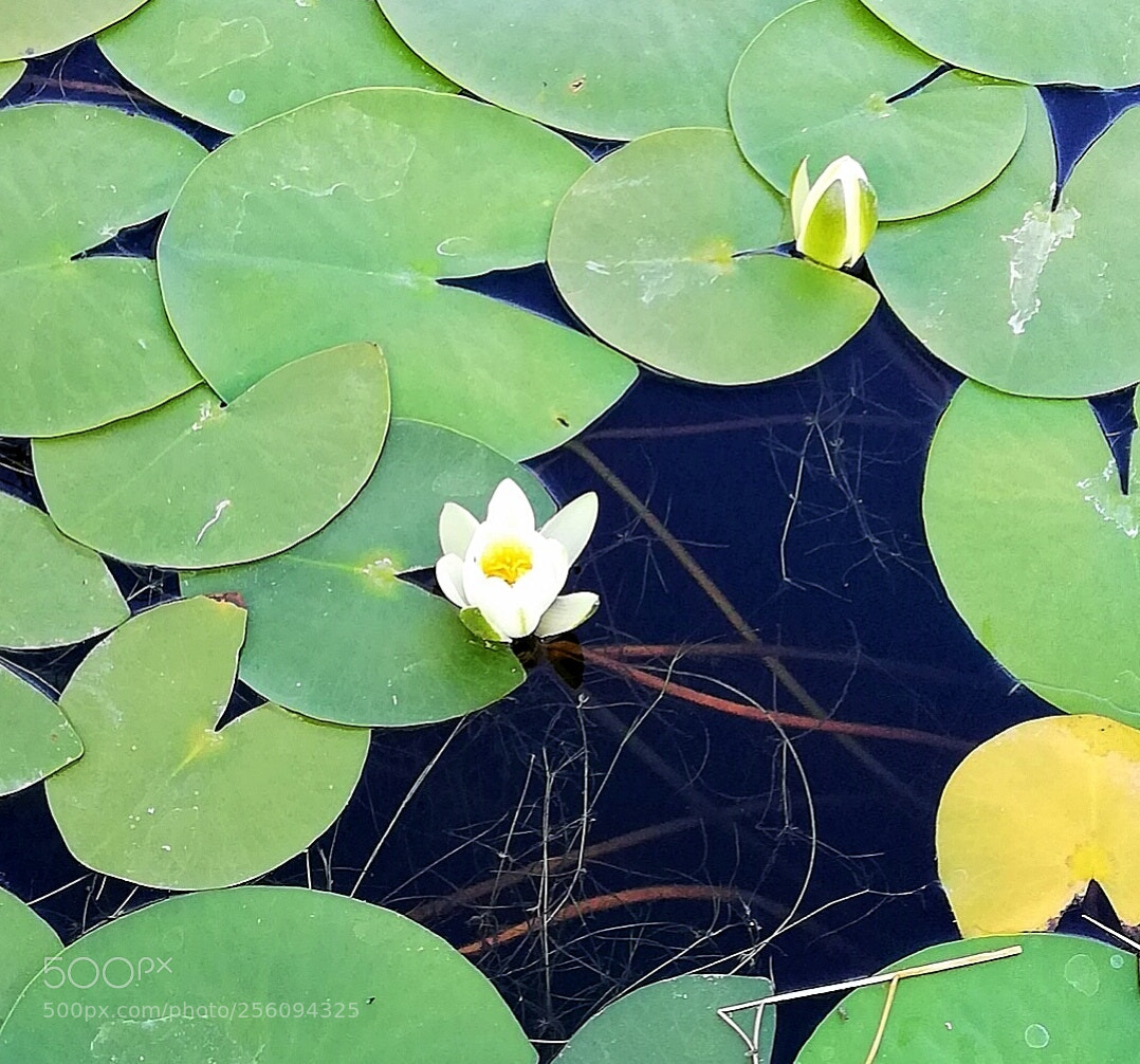 HUAWEI Mate 10 Lite sample photo. Nilüfer photography
