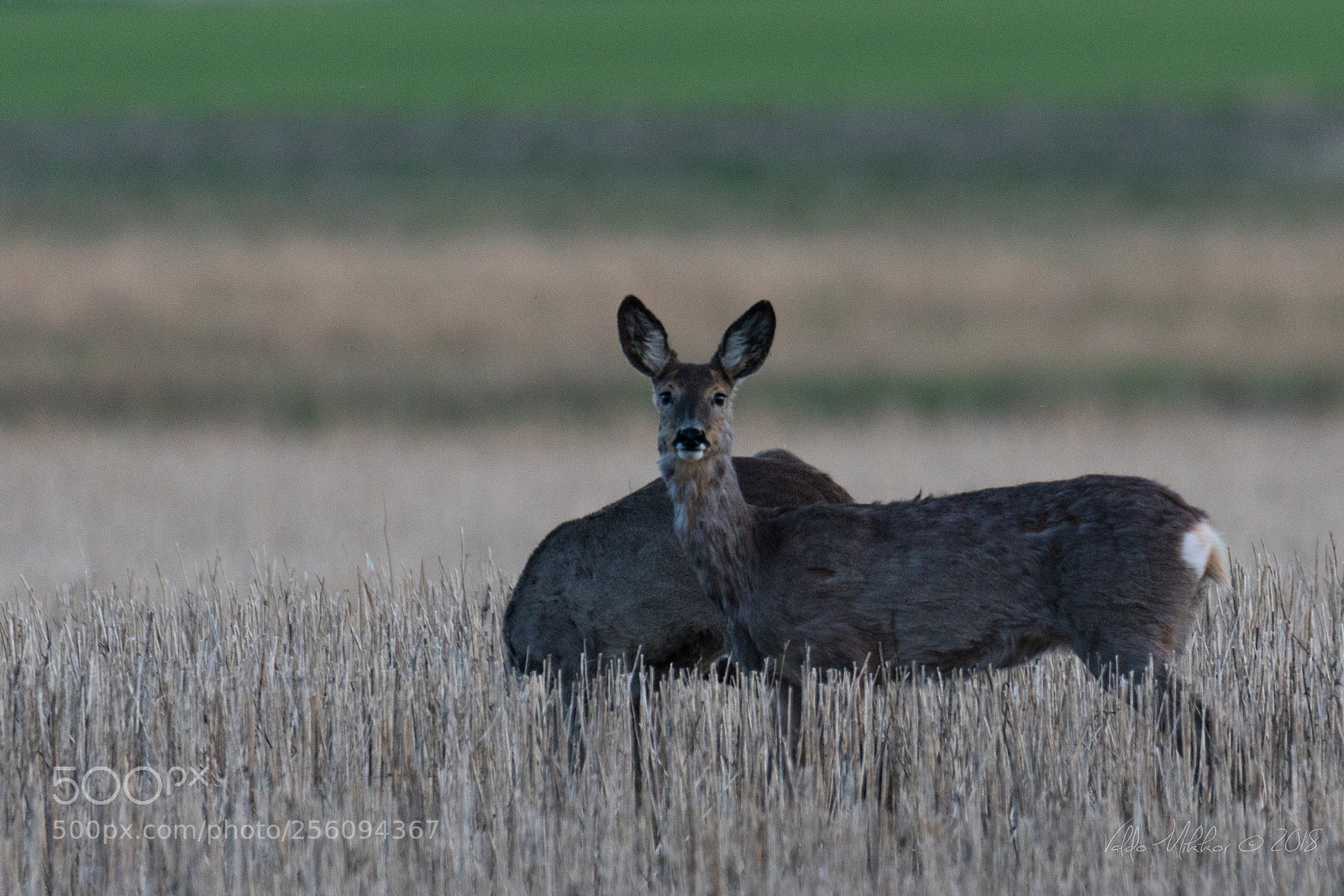 Canon EOS 7D Mark II sample photo. -0009__.jpg photography