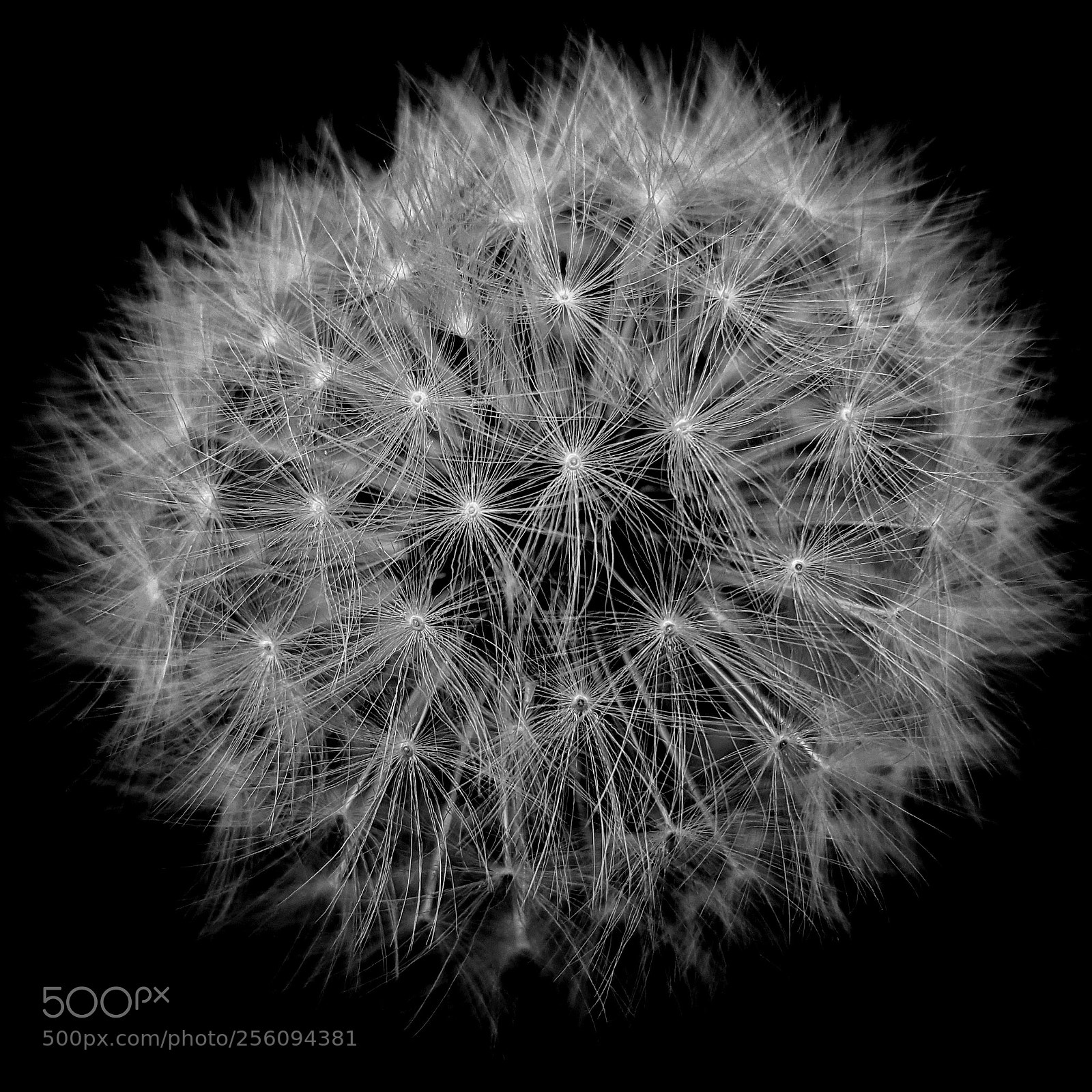 Samsung Galaxy S6 sample photo. • dandelion 2 • photography