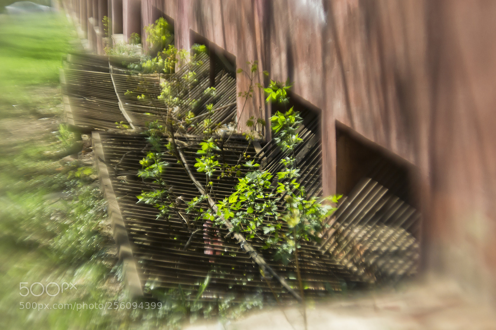 Nikon D3100 sample photo. Orel- may photography