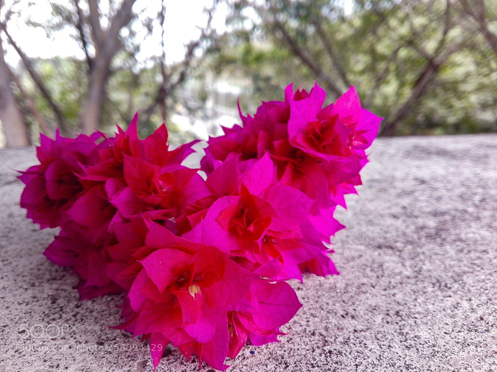 HUAWEI P8 Lite sample photo. Untitled photography