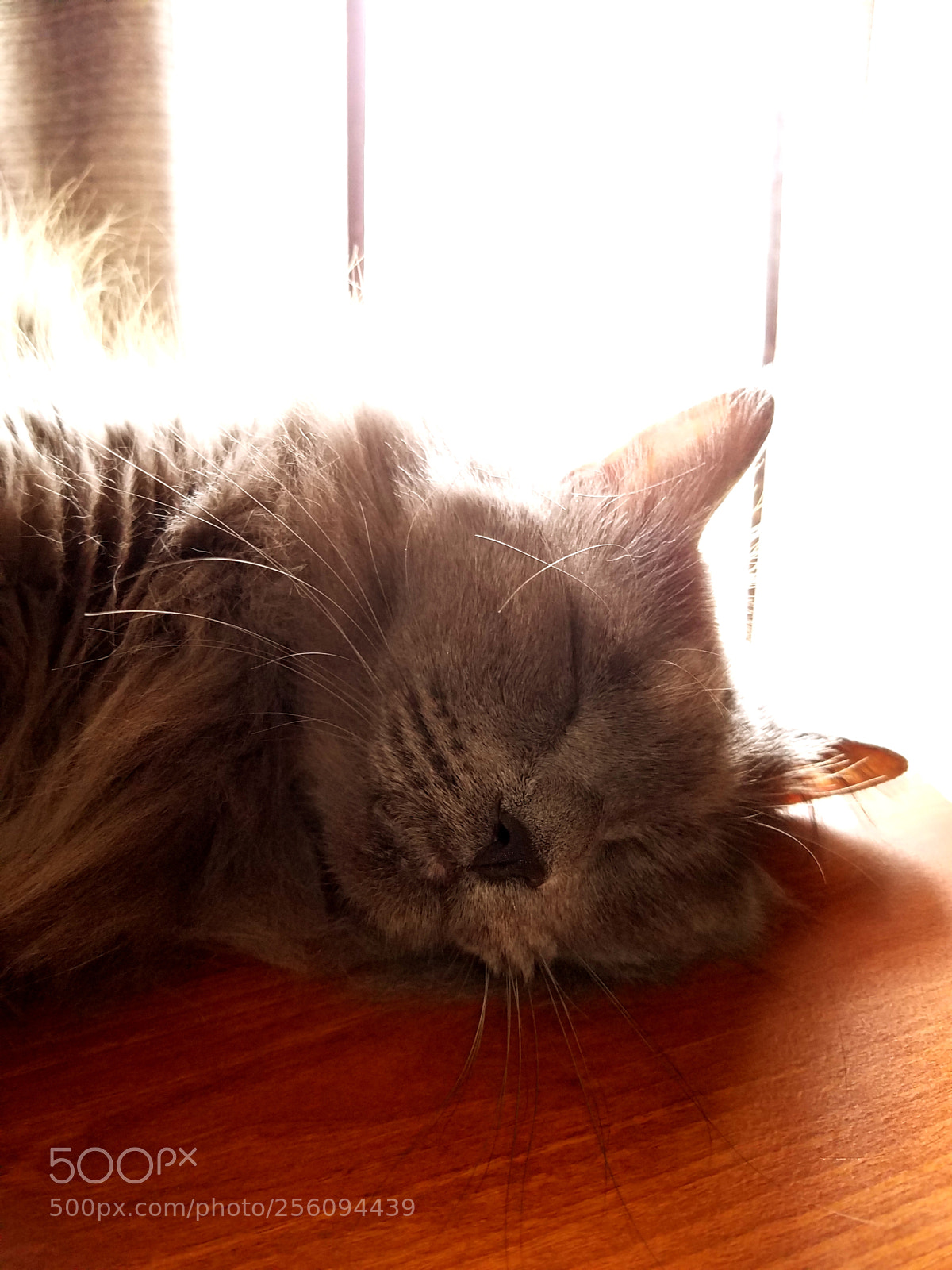 Samsung Galaxy S7 Edge sample photo. Meaw kitten photography