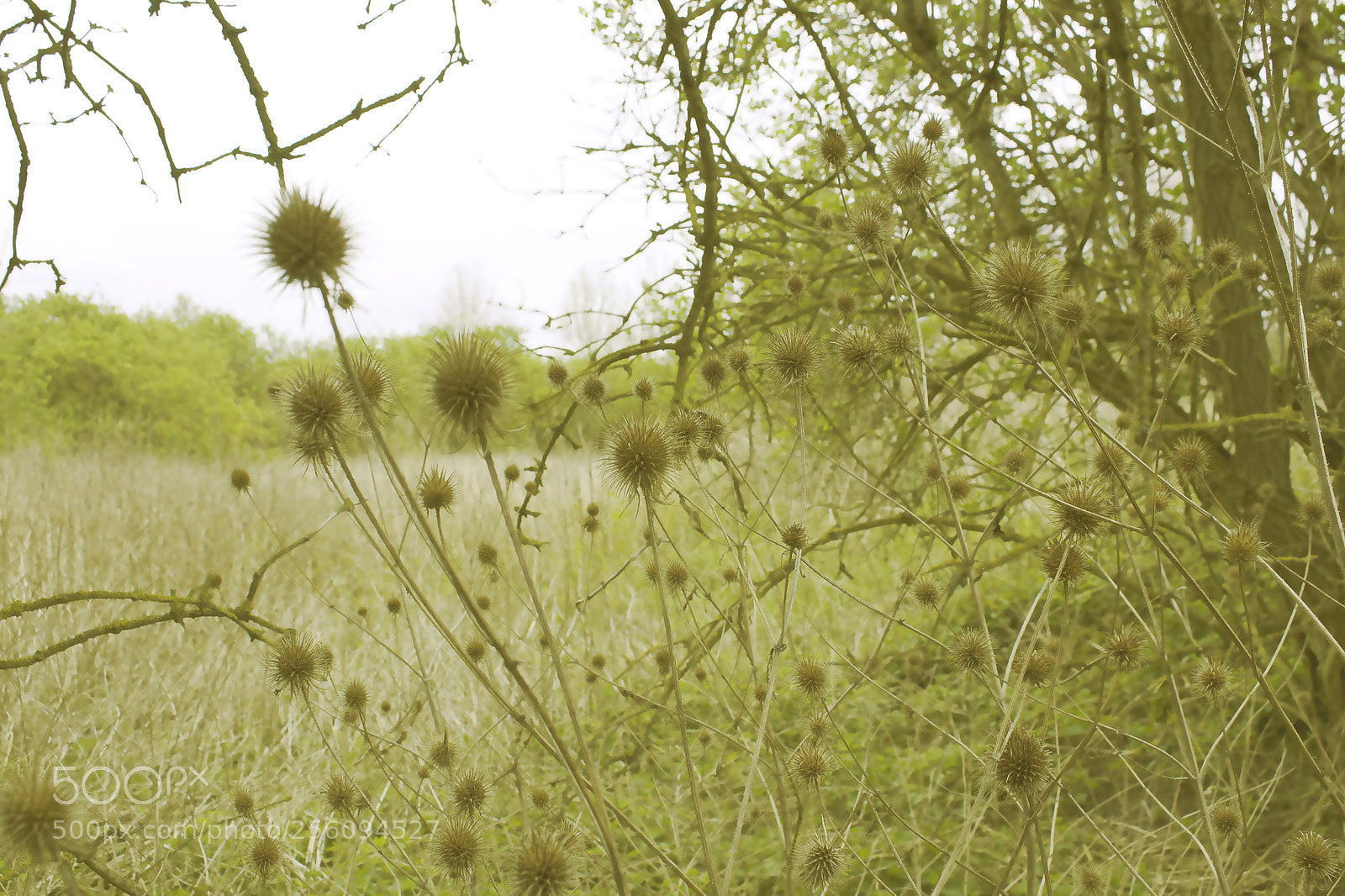 Canon EOS 700D (EOS Rebel T5i / EOS Kiss X7i) sample photo. 100 something photography