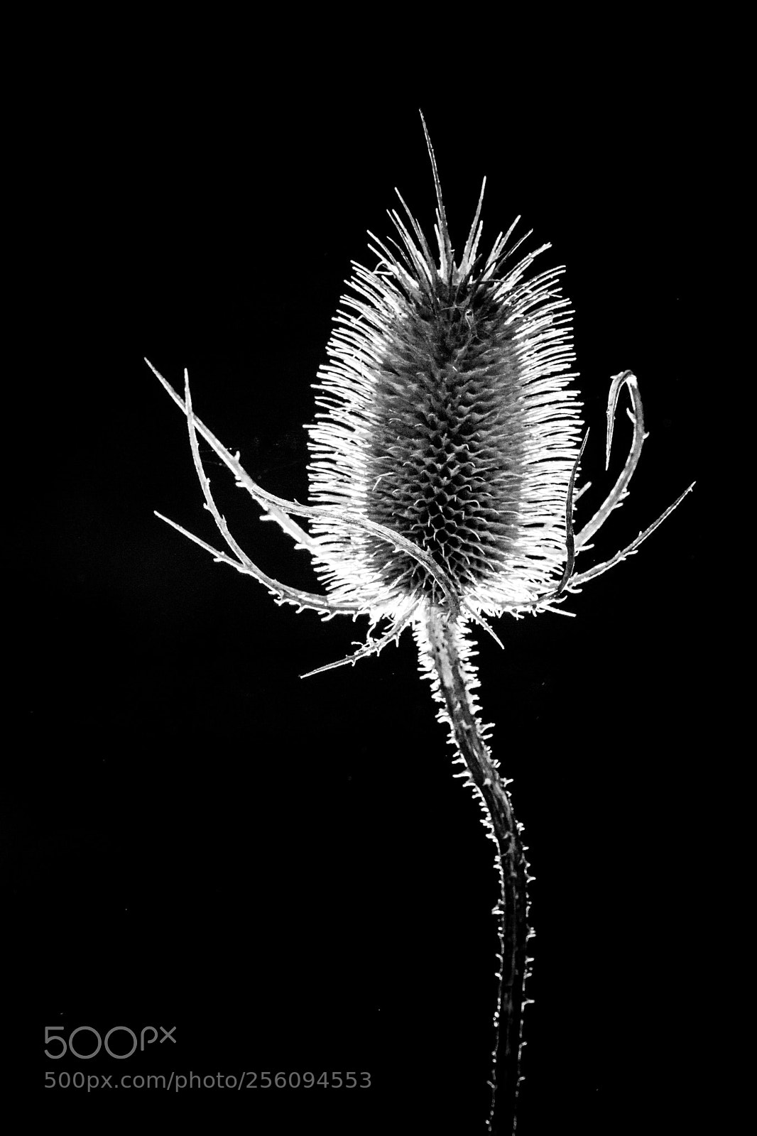 Sony a6000 sample photo. Distel photography