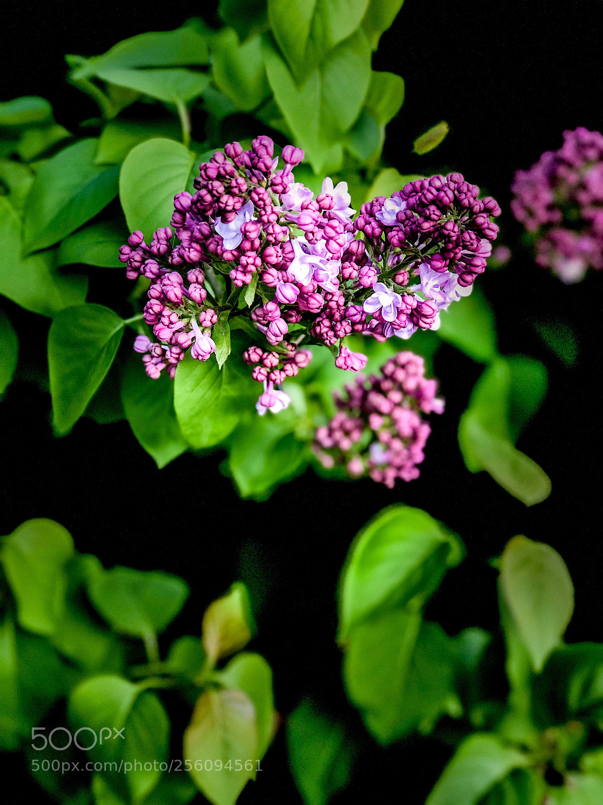 Apple iPhone 8 Plus sample photo. Pink nature photography