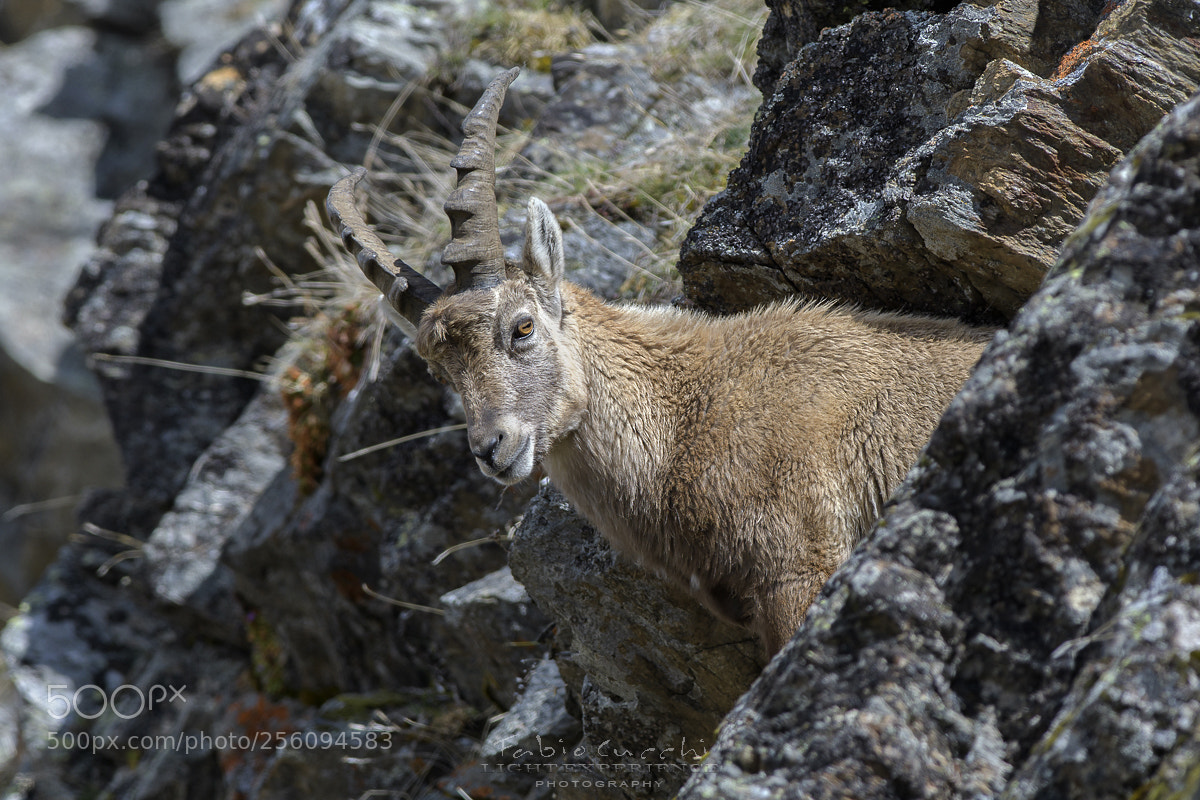 Nikon D500 sample photo. Ibex photography