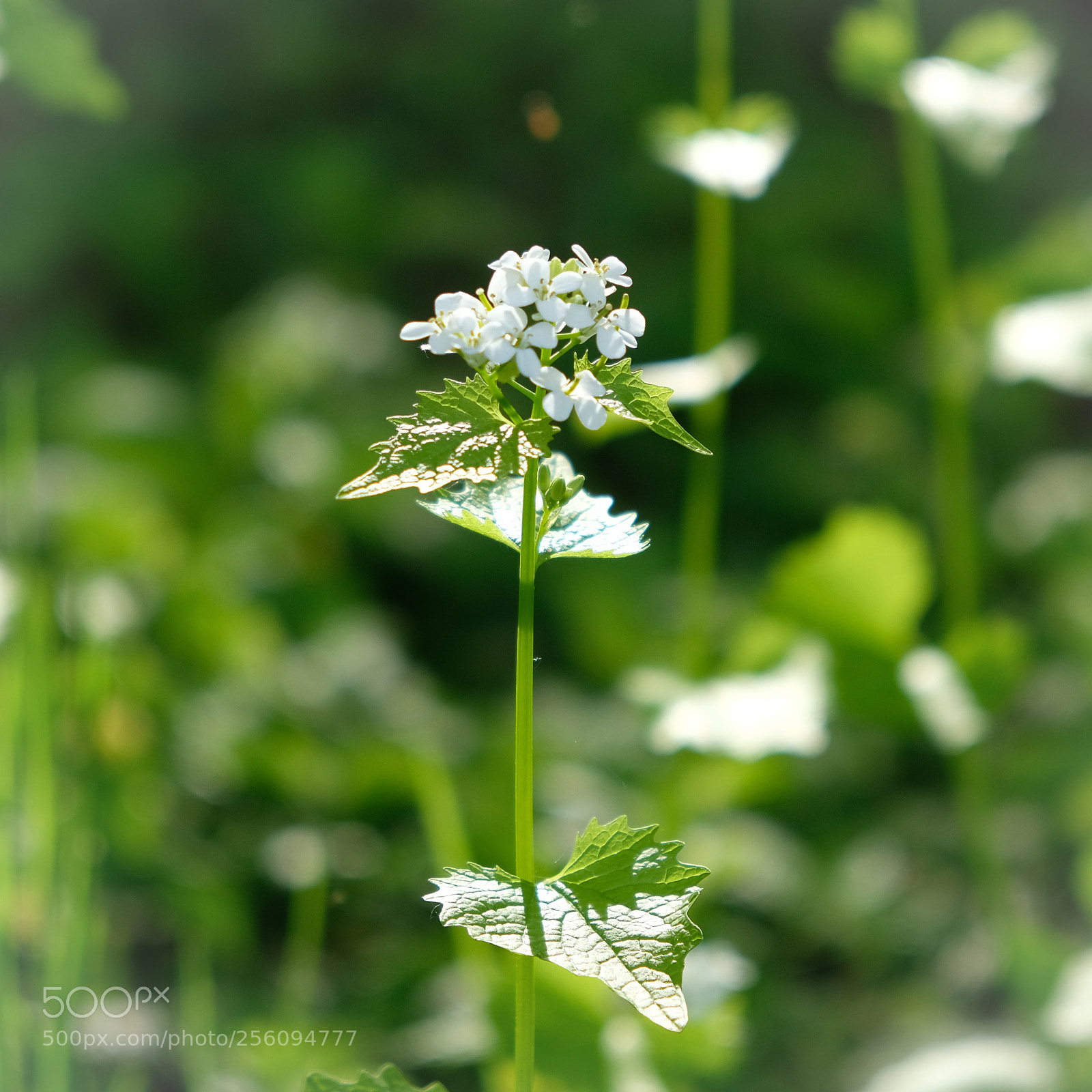 Fujifilm X-T2 sample photo. Green spring photography