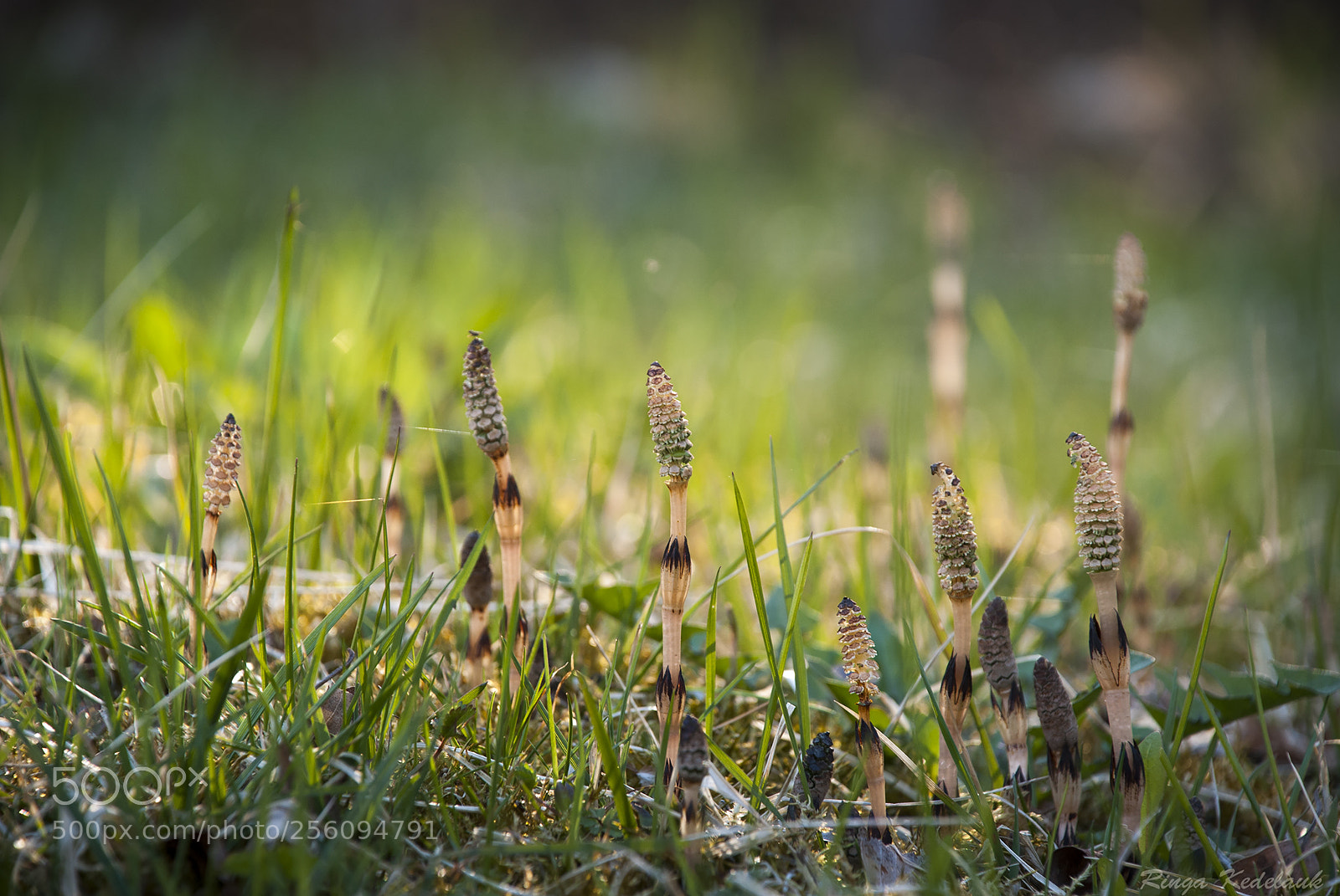 Nikon D80 sample photo. Water horsetail photography