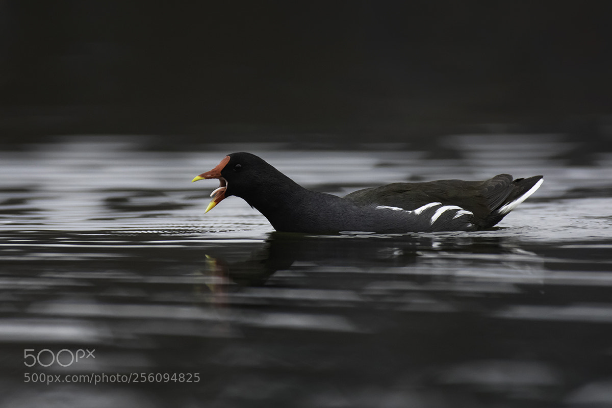 Pentax K-3 sample photo. Common moorhen photography